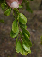 Image of Quinine Bush