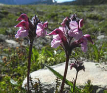 Imagem de <i>Pedicularis ornithorhynchos</i> Bentham