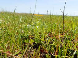 Image of dwarf dwarf-cudweed