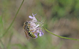 Image de Bembix tarsata Latreille 1809