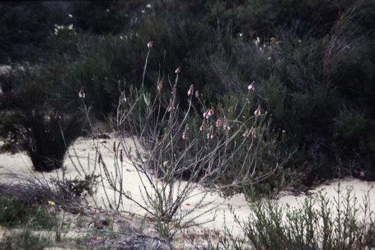 Image of <i>Pityrodia bartlingii</i>