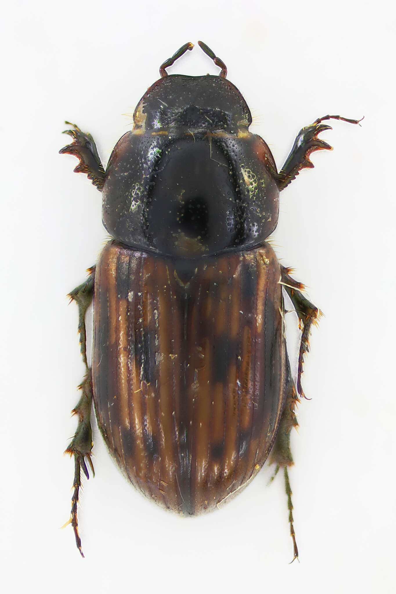 Image of Chilothorax melanostictus (Schmidt 1840)