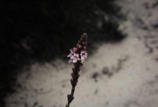 Image of <i>Pityrodia bartlingii</i>