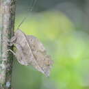 Image of Typophyllum bolivari Vignon 1925