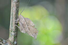 Image of Typophyllum bolivari Vignon 1925