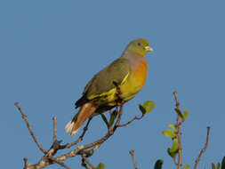 Image of Orange-breasted Green Pigeon