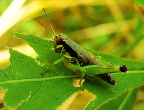 Слика од Melanoplus gracilis (Bruner & L. 1876)