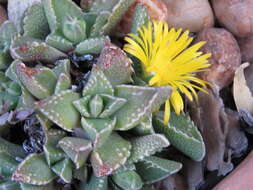 صورة Faucaria felina (Weston) Schwant. & Jacobsen