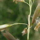 Image of pyp grass