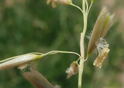 Image of pyp grass