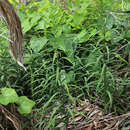 Image de Polygonatum stenophyllum Maxim.