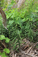 Image de Polygonatum stenophyllum Maxim.