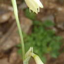 Image of Hesperantha acuta (Licht. ex Roem. & Schult.) Ker Gawl.