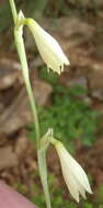 صورة Hesperantha acuta (Licht. ex Roem. & Schult.) Ker Gawl.