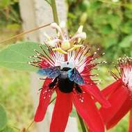 Image de Xylocopa abbotti (Cockerell 1909)