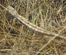 Image of Brazilian Bush Anole