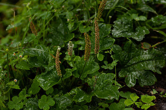 Image of Plantago palmata Hook. fil.