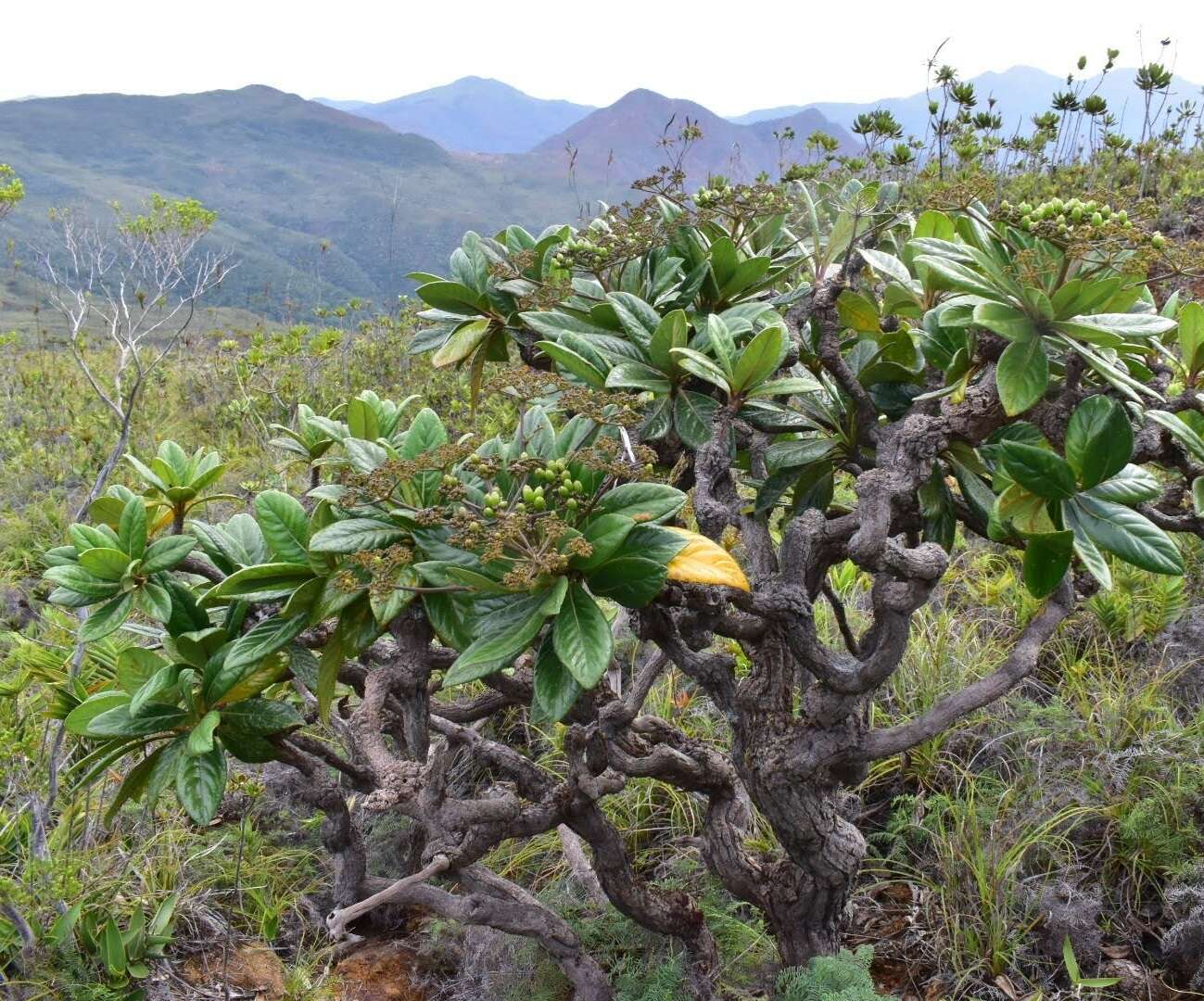 Image of Apiopetalum velutinum Baill.