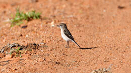 Image of Red-capped Robin