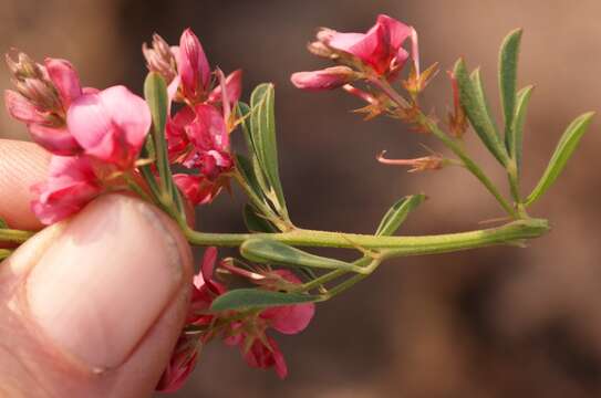 Imagem de Indigofera hilaris Eckl. & Zeyh.