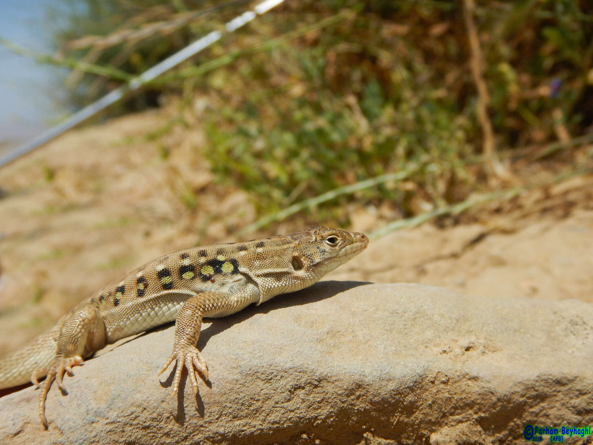 Image of Strauch's Racerunner