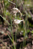 Imagem de Gladiolus recurvus L.