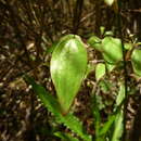 Smilax vaginata Decne. resmi