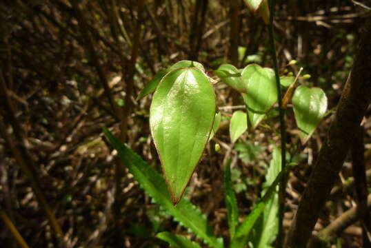 Smilax vaginata Decne. resmi