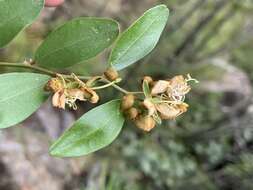 Image of Capparis fascicularis var. fascicularis