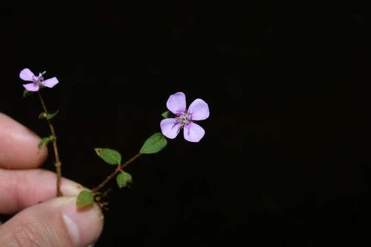 Imagem de Pterolepis trichotoma (Rottb.) Cogn.