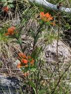 Image of acute Indian paintbrush