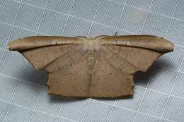 Image of Strepsigonia robusta Holloway