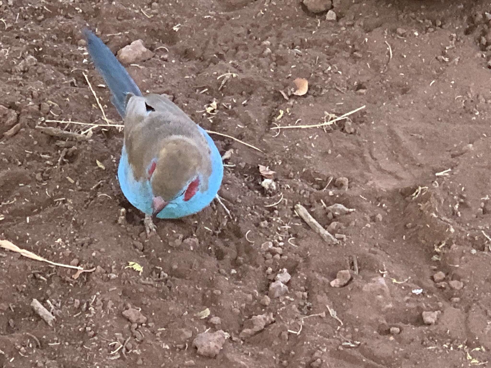 Image of Red-checked Cordon-bleu