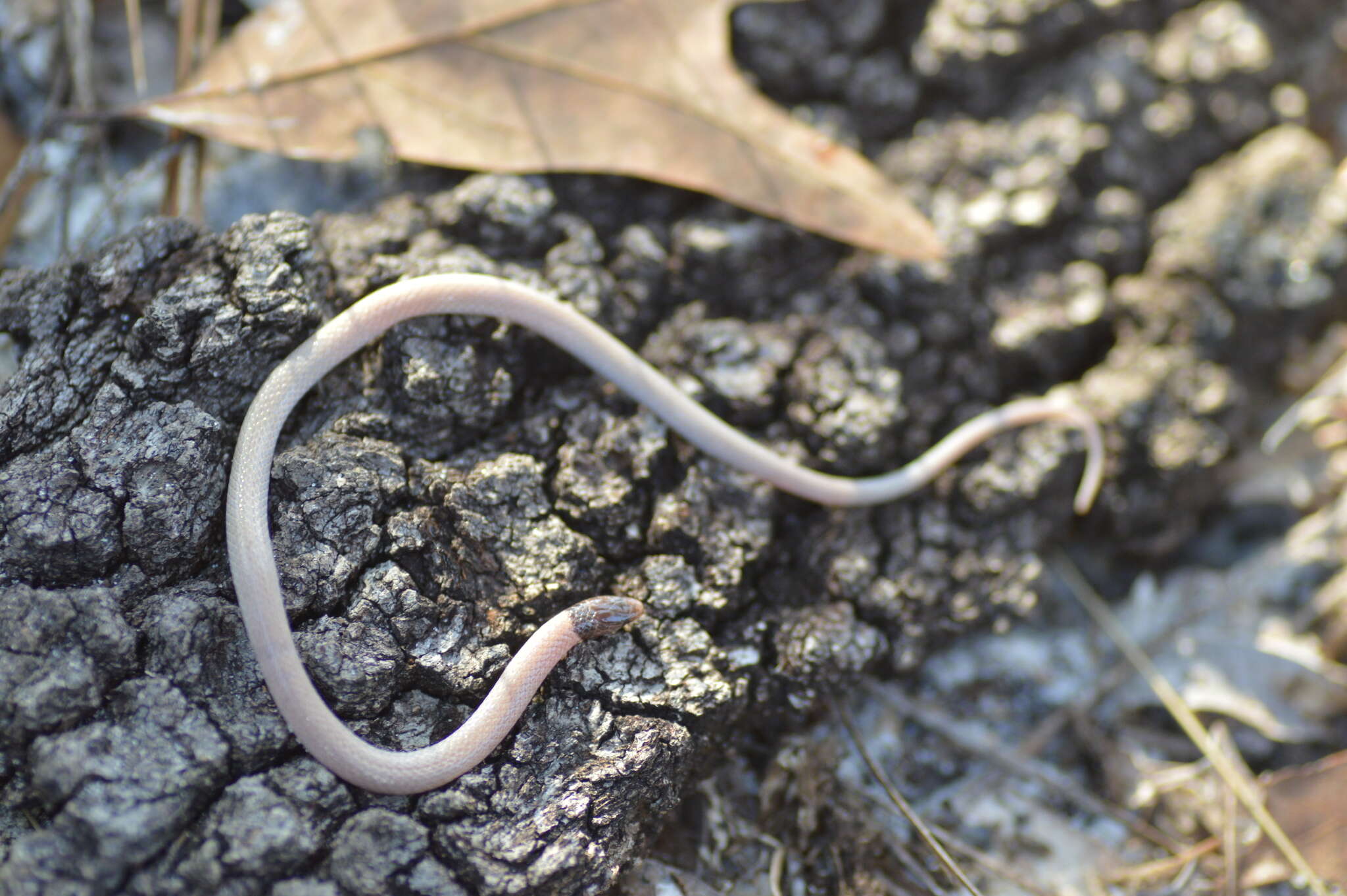 Image of Tantilla relicta neilli Telford 1966