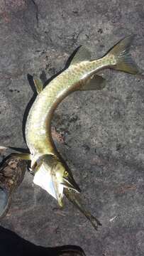 Image of Muskellunge