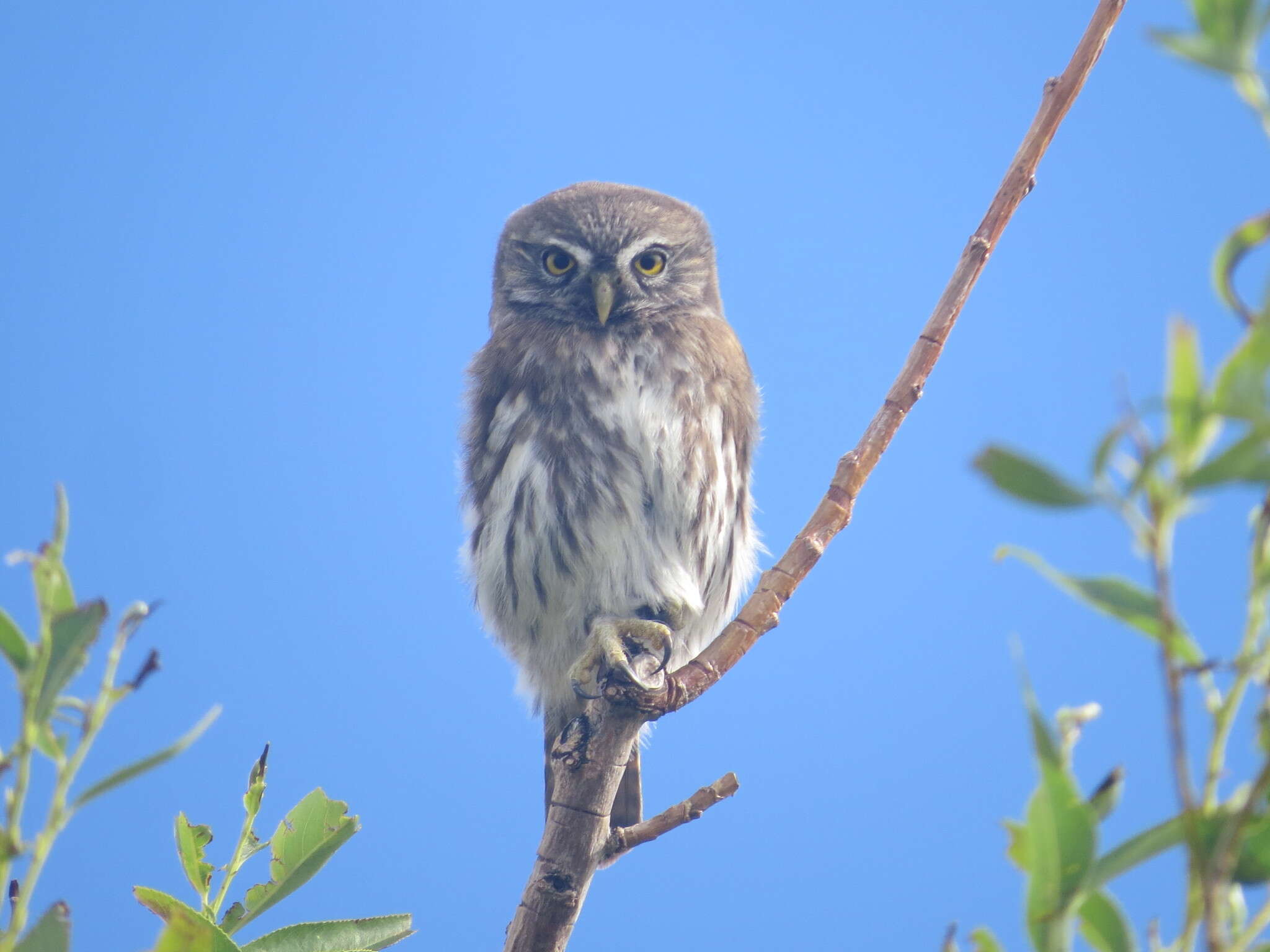 Image of Austral Pygmy Owl