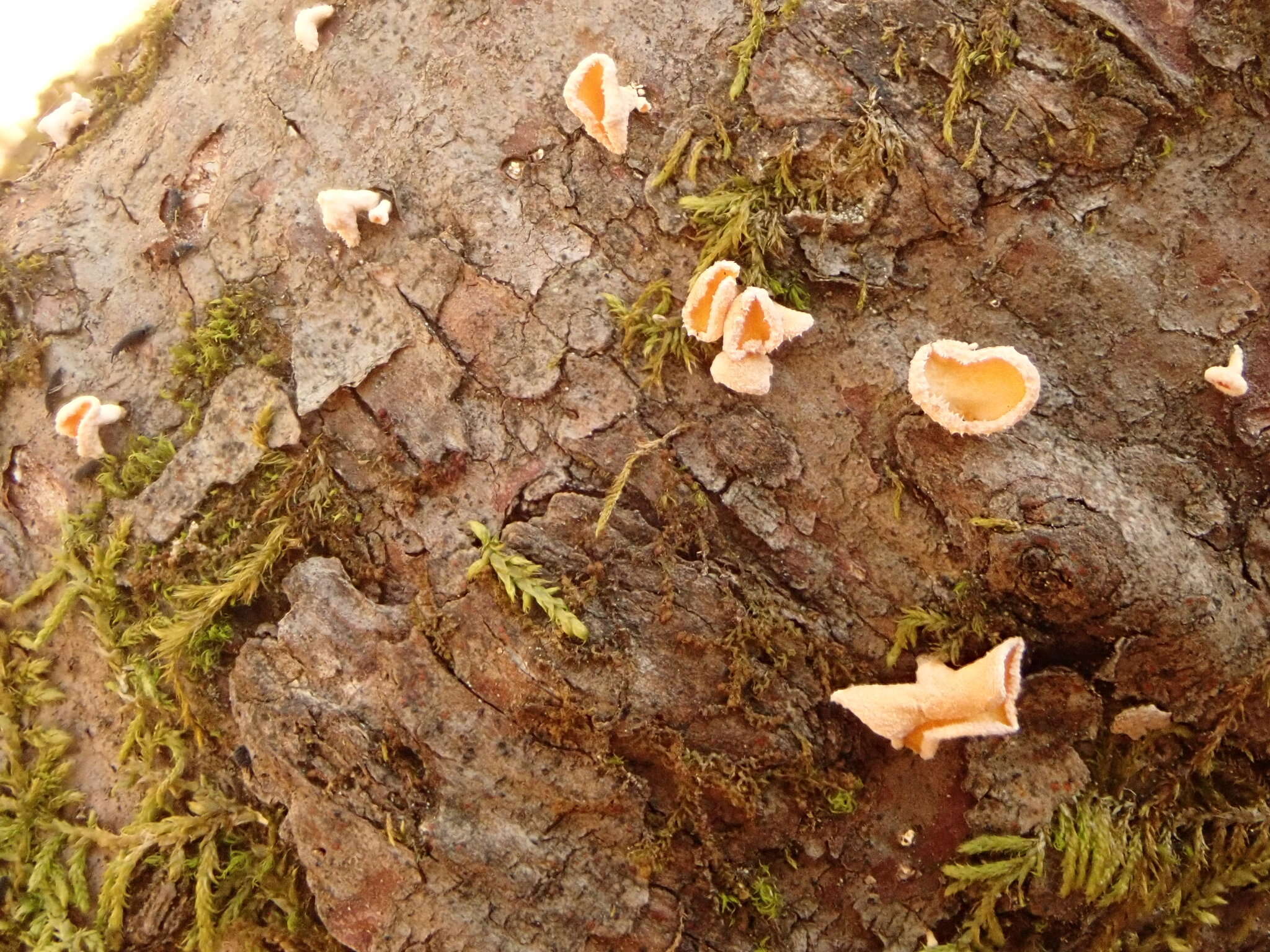 Image of Lachnellula agassizii (Berk. & M. A. Curtis) Dennis 1962