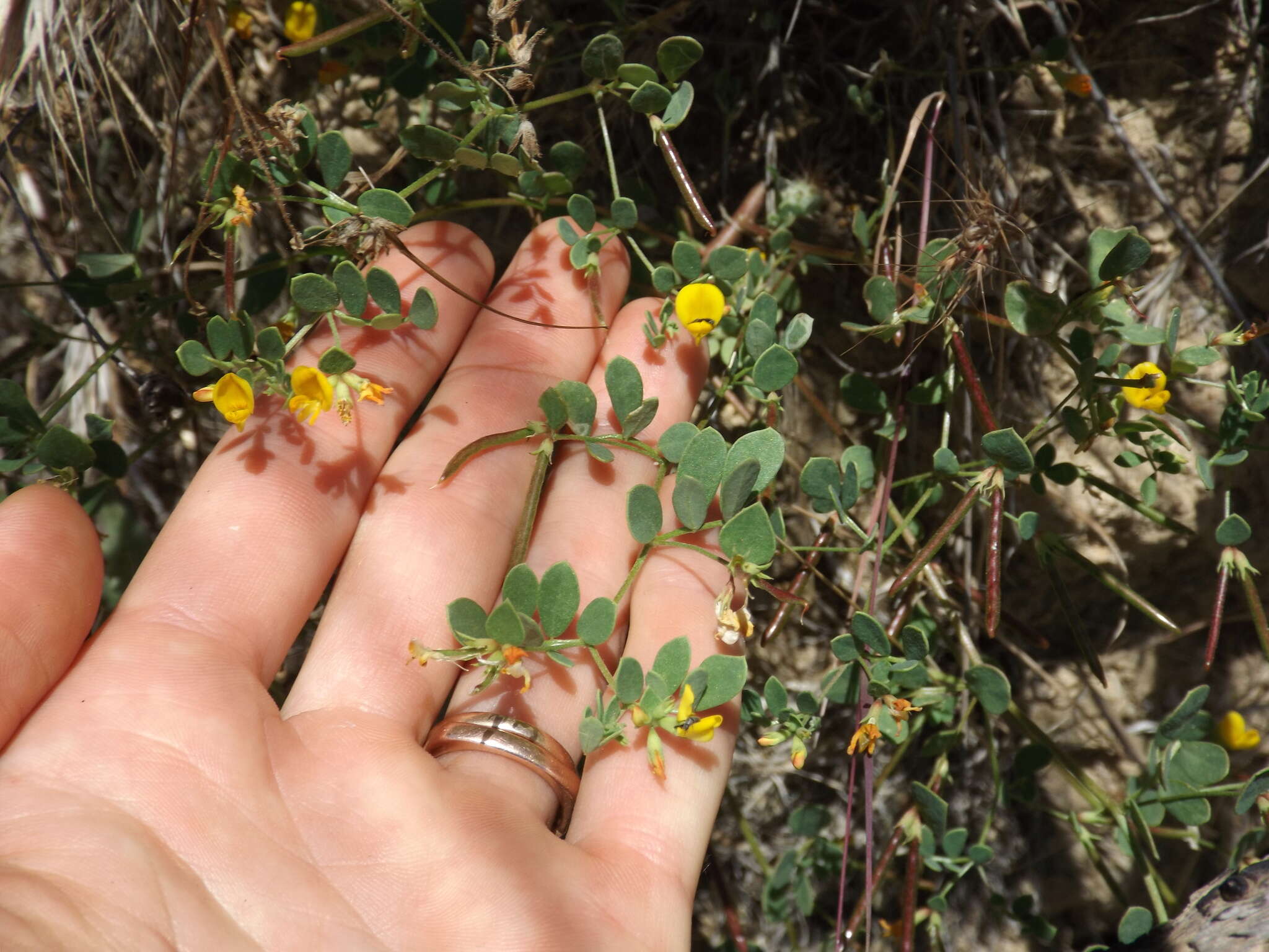 Image of coastal bird's-foot trefoil