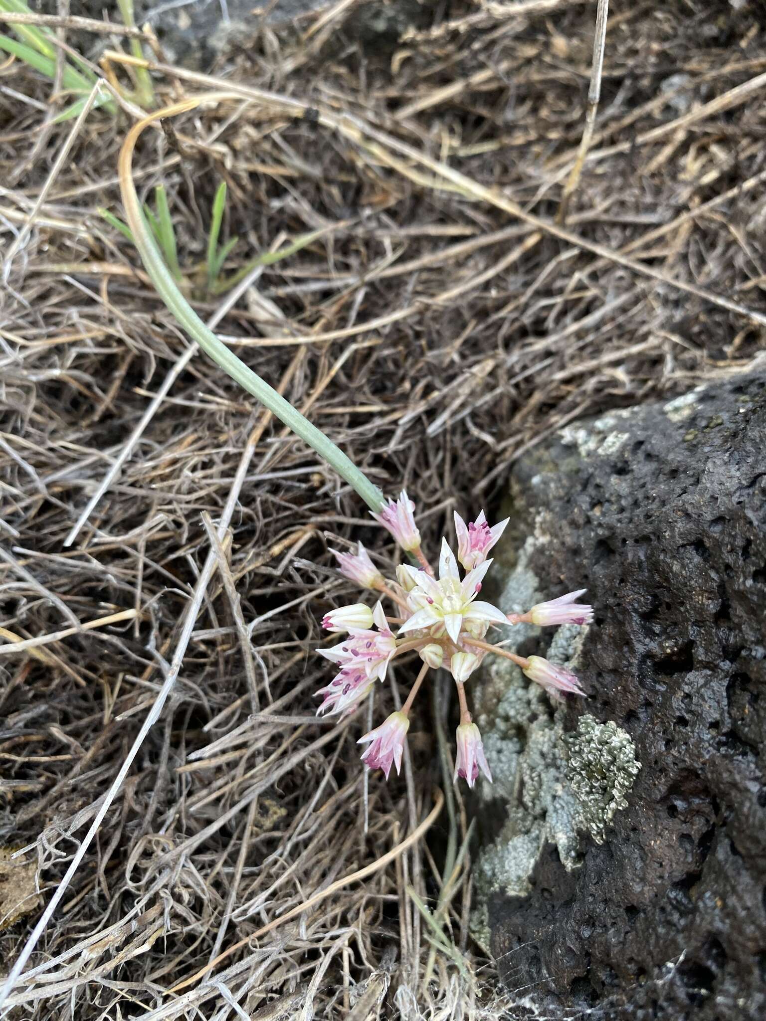 Image of Nevada onion