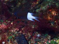 Plancia ëd Pycnochromis iomelas (Jordan & Seale 1906)