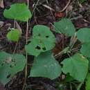 Image de Macaranga involucrata Baill.