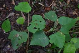 Image de Macaranga involucrata Baill.