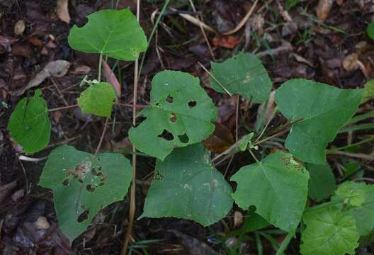 Image of Macaranga involucrata Baill.