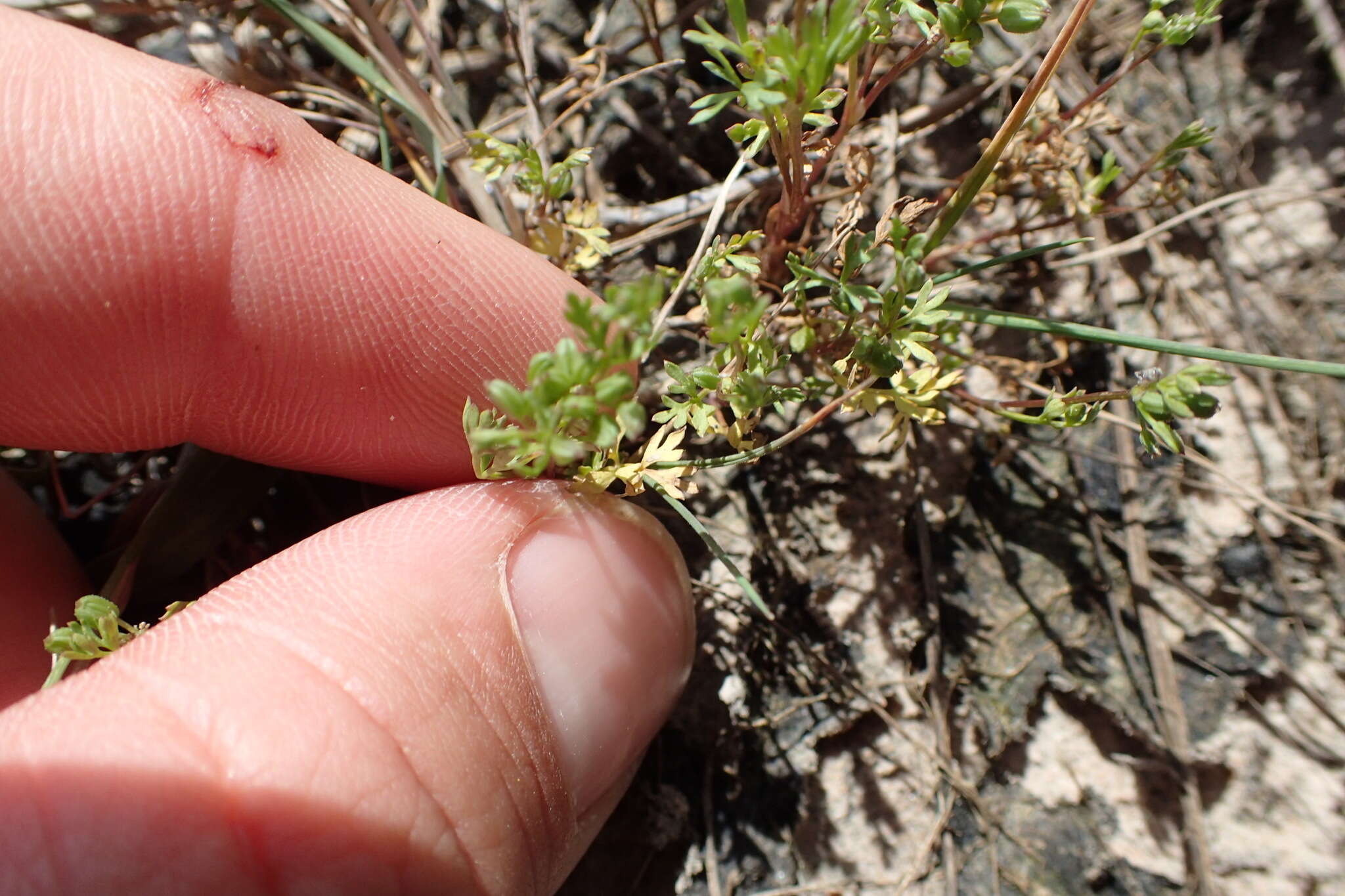 Image of Butler's sandparsley