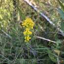 Image de Solidago pulchra Small