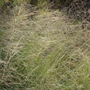 Leptochloa decipiens (R. Br.) Stapf ex Maiden resmi