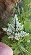 Image of California cloak fern