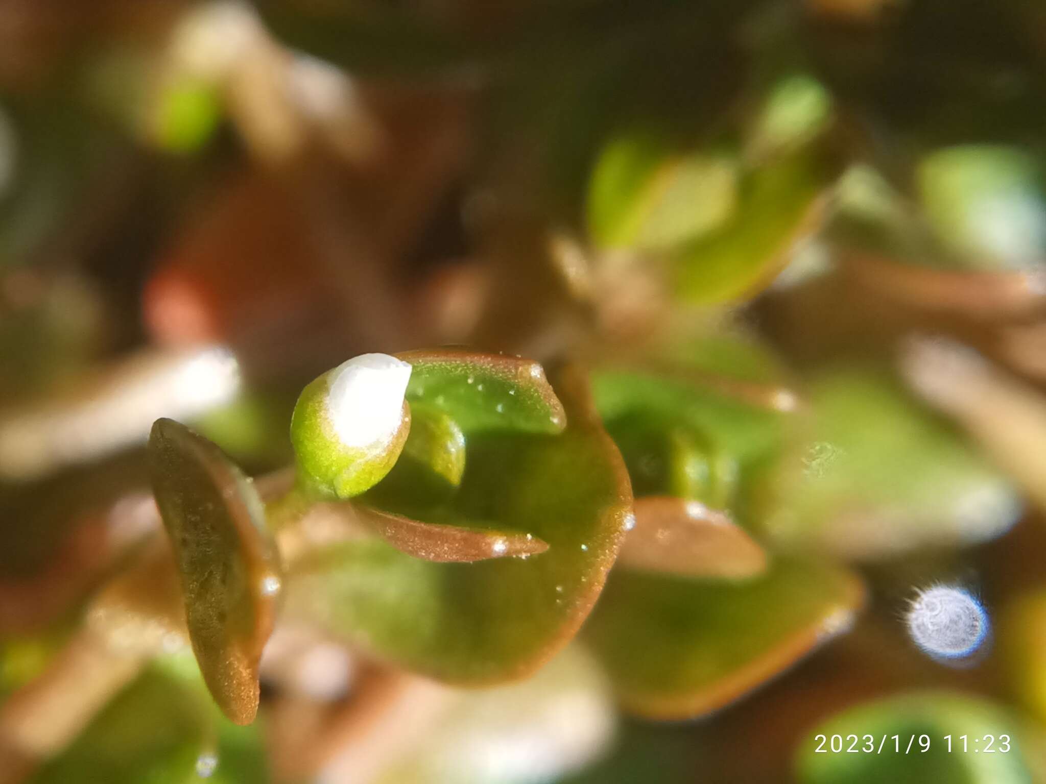 Image of Montia fontana subsp. fontana