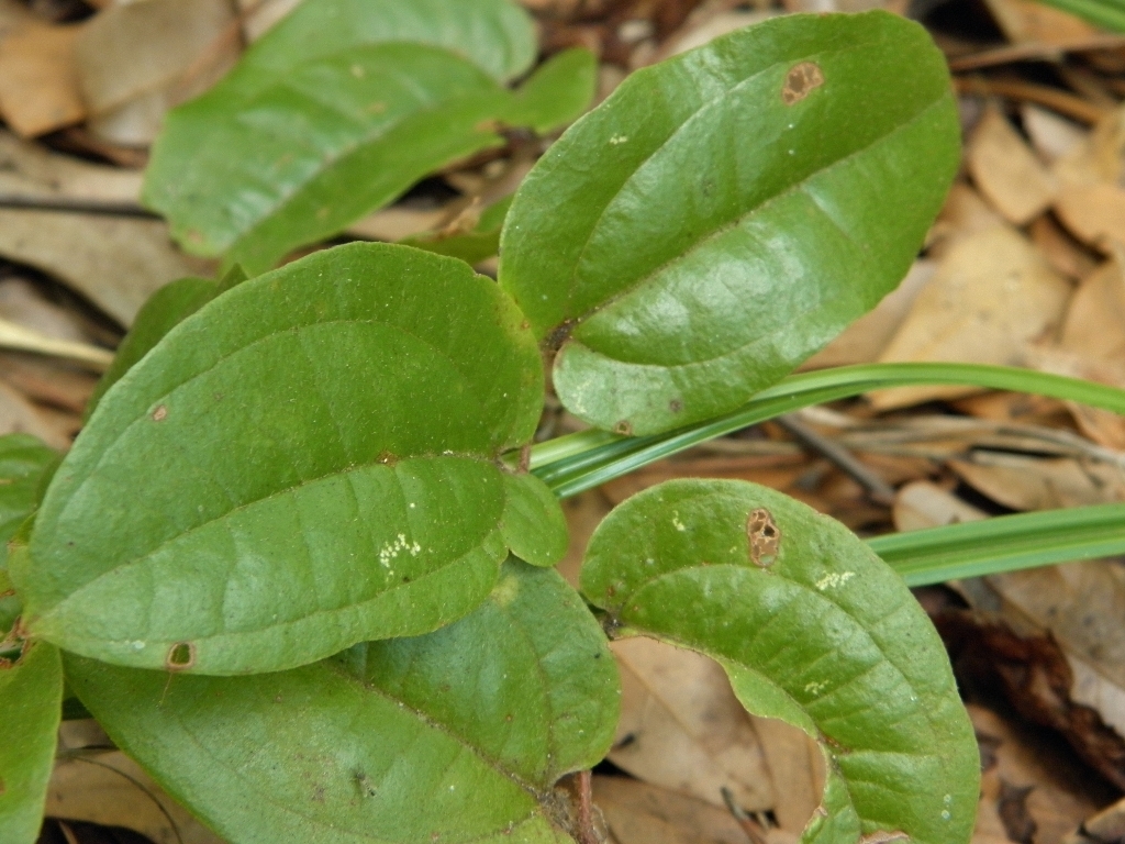 Image of sarsparilla vine