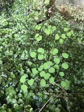 Image of Little Mountain Meadow-Rue